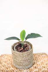 Schismatoglottis gampsospadix
